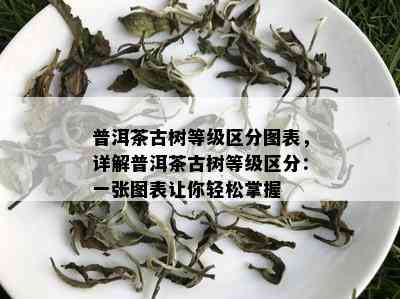 普洱茶古树等级区分图表，详解普洱茶古树等级区分：一张图表让你轻松掌握