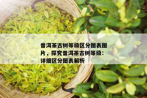 普洱茶古树等级区分图表图片，探究普洱茶古树等级：详细区分图表解析