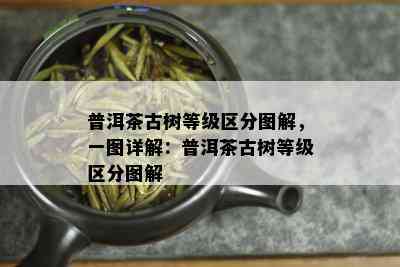 普洱茶古树等级区分图解，一图详解：普洱茶古树等级区分图解