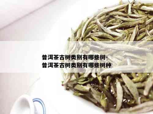 普洱茶古树类别有哪些树-普洱茶古树类别有哪些树种