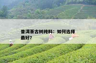 普洱茶古树纯料：如何选择更好？