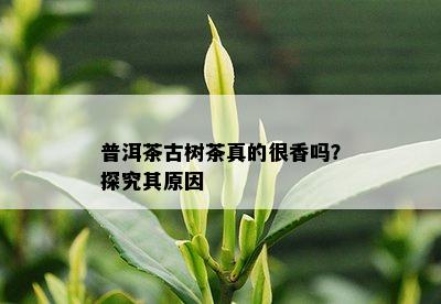 普洱茶古树茶真的很香吗？探究其原因