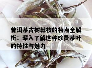 普洱茶古树莽枝的特点全解析：深入了解这种珍贵茶叶的特性与魅力