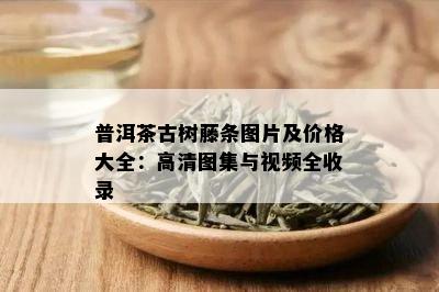 普洱茶古树藤条图片及价格大全：高清图集与视频全收录