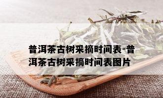 普洱茶古树采摘时间表-普洱茶古树采摘时间表图片