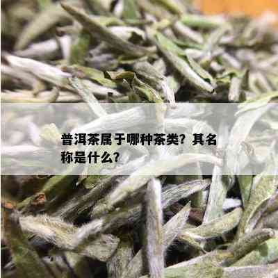 普洱茶属于哪种茶类？其名称是什么？