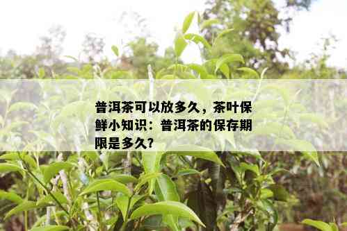 普洱茶可以放多久，茶叶保鲜小知识：普洱茶的保存期限是多久？