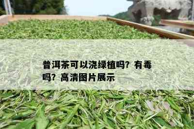 普洱茶可以浇绿植吗？有吗？高清图片展示