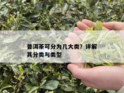 普洱茶可分为几大类？详解其分类与类型