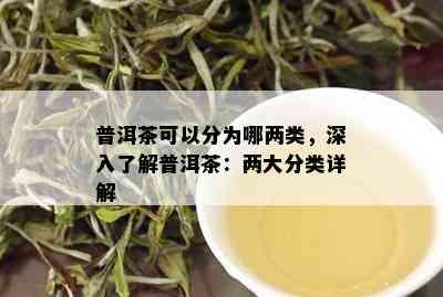 普洱茶可以分为哪两类，深入了解普洱茶：两大分类详解