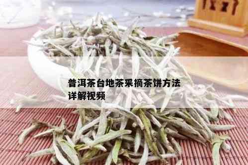 普洱茶台地茶采摘茶饼方法详解视频