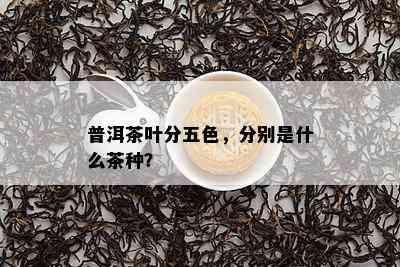 普洱茶叶分五色，分别是什么茶种？