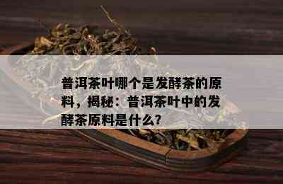 普洱茶叶哪个是发酵茶的原料，揭秘：普洱茶叶中的发酵茶原料是什么？