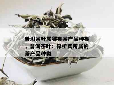 普洱茶叶属哪类茶产品种类，普洱茶叶：探析其所属的茶产品种类