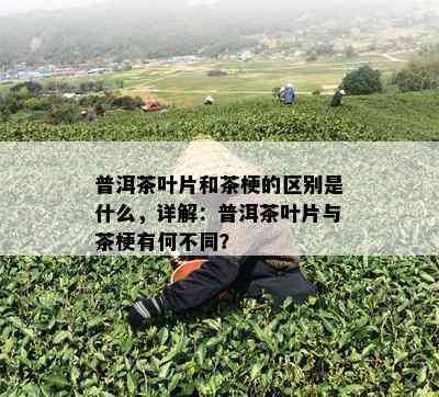 普洱茶叶片和茶梗的区别是什么，详解：普洱茶叶片与茶梗有何不同？