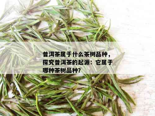 普洱茶属于什么茶树品种，探究普洱茶的起源：它属于哪种茶树品种？