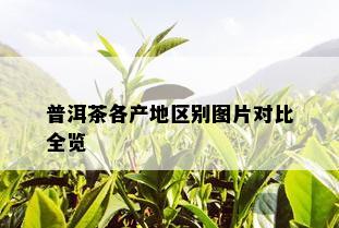 普洱茶各产地区别图片对比全览