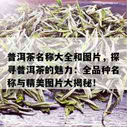 普洱茶名称大全和图片，探寻普洱茶的魅力：全品种名称与精美图片大揭秘！