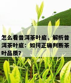 怎么看普洱茶叶底，解析普洱茶叶底：如何正确判断茶叶品质？