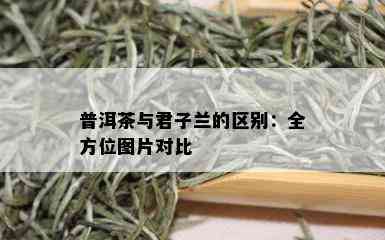 普洱茶与君子兰的区别：全方位图片对比