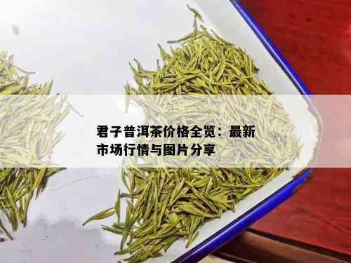 君子普洱茶价格全览：最新市场行情与图片分享