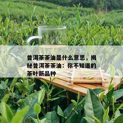 普洱茶茶油是什么意思，揭秘普洱茶茶油：你不知道的茶叶新品种