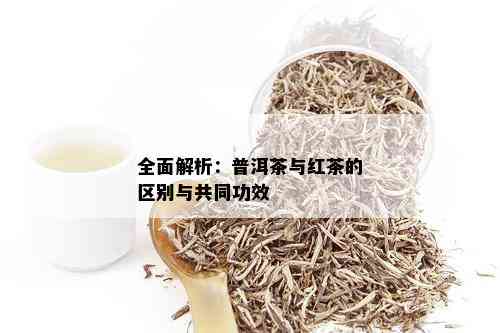 全面解析：普洱茶与红茶的区别与共同功效