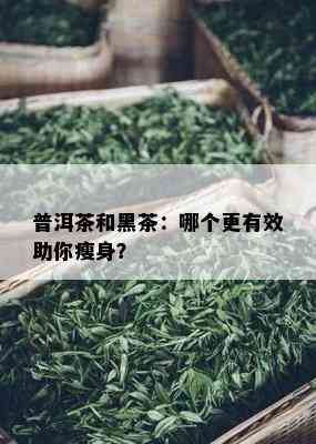 普洱茶和黑茶：哪个更有效助你瘦身？