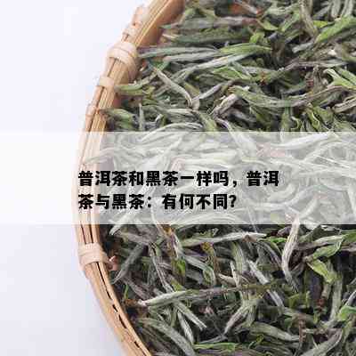 普洱茶和黑茶一样吗，普洱茶与黑茶：有何不同？