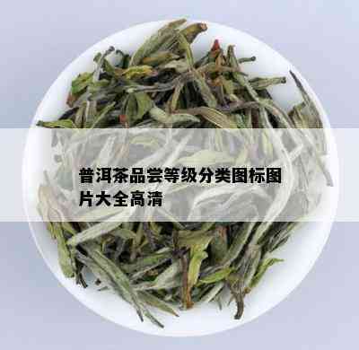 普洱茶品尝等级分类图标图片大全高清