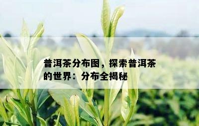 普洱茶分布图，探索普洱茶的世界：分布全揭秘