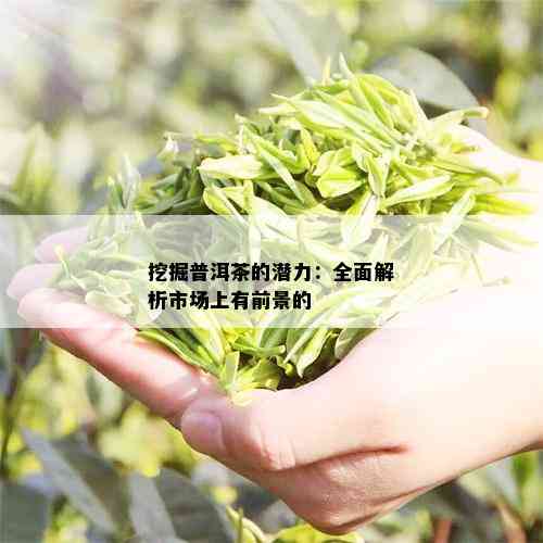 挖掘普洱茶的潜力：全面解析市场上有前景的