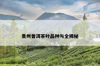 贵州普洱茶叶品种与全揭秘