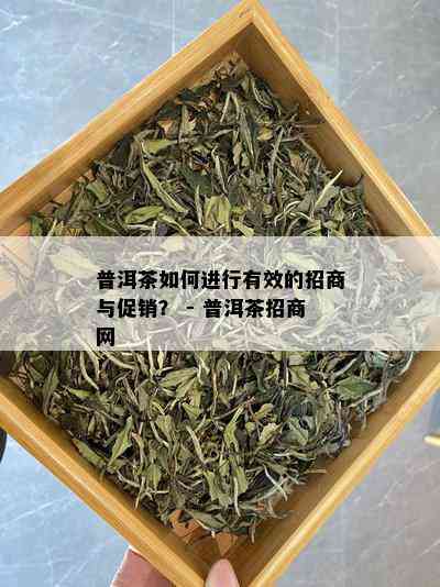 普洱茶如何进行有效的招商与促销？ - 普洱茶招商网