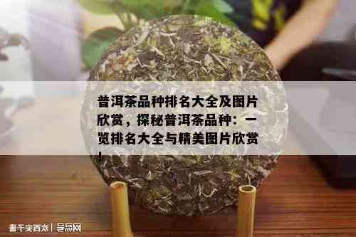 普洱茶品种排名大全及图片欣赏，探秘普洱茶品种：一览排名大全与精美图片欣赏！