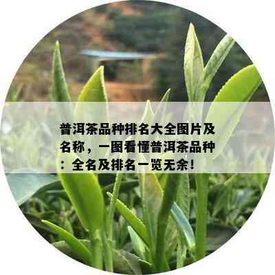 普洱茶品种排名大全图片及名称，一图看懂普洱茶品种：全名及排名一览无余！