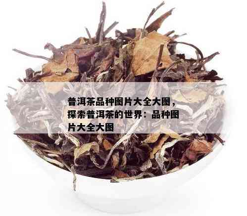 普洱茶品种图片大全大图，探索普洱茶的世界：品种图片大全大图