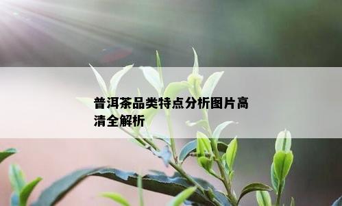 普洱茶品类特点分析图片高清全解析