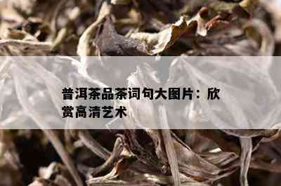 普洱茶品茶词句大图片：欣赏高清艺术