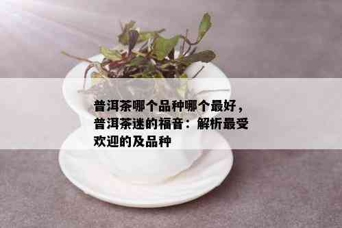 普洱茶哪个品种哪个更好，普洱茶迷的福音：解析更受欢迎的及品种