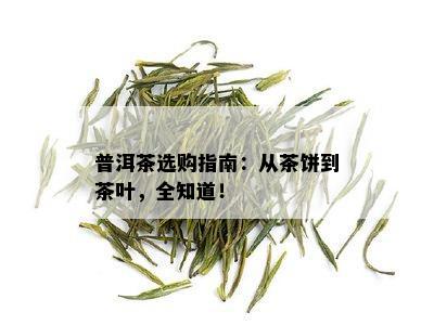 普洱茶选购指南：从茶饼到茶叶，全知道！