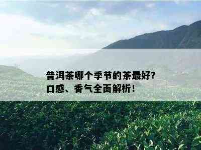 普洱茶哪个季节的茶更好？口感、香气全面解析！