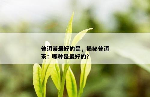 普洱茶更好的是，揭秘普洱茶：哪种是更好的？