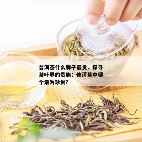 普洱茶什么牌子最贵，探寻茶叶界的贵族：普洱茶中哪个最为珍贵？