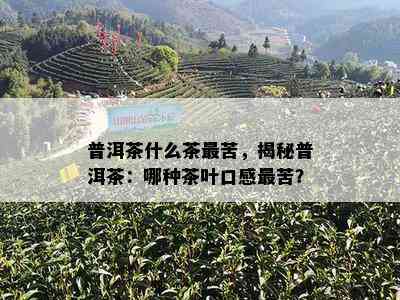 普洱茶什么茶最苦，揭秘普洱茶：哪种茶叶口感最苦？