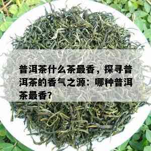 普洱茶什么茶最香，探寻普洱茶的香气之源：哪种普洱茶最香？