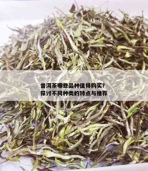 普洱茶哪些品种值得购买？探讨不同种类的特点与推荐