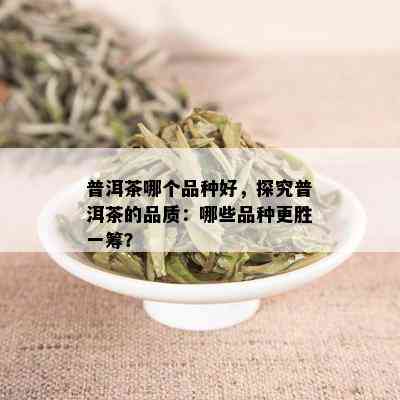 普洱茶哪个品种好，探究普洱茶的品质：哪些品种更胜一筹？