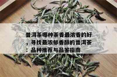 普洱茶哪种茶香最浓香的好，寻找最浓郁香醇的普洱茶：品种推荐与品鉴指南