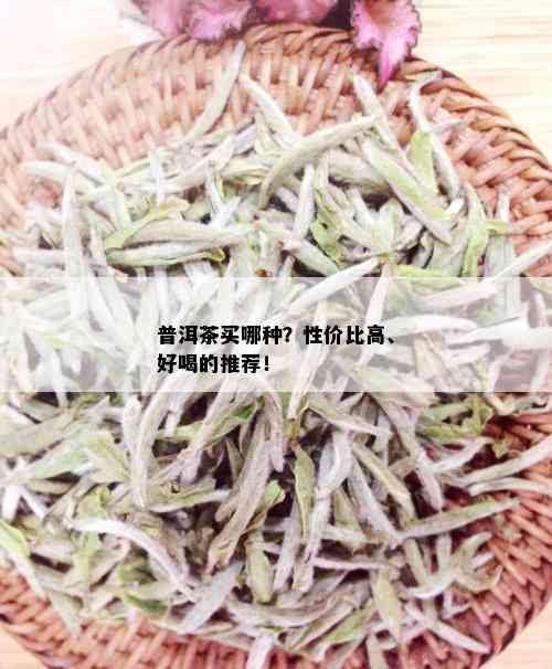 普洱茶买哪种？性价比高、好喝的推荐！